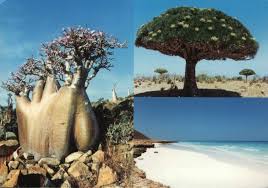 http://www.google.ch/images?q=tbn:hnI9Sy_3mjAP_M::www.cifr.it/Socotra%252520front2.jpg&h=78&w=111&usg=__5IdcC4Oeatw1cqXkCN89Kblqbmo=