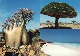 http://www.google.ch/images?q=tbn:hnI9Sy_3mjAP_M::www.cifr.it/Socotra%252520front2.jpg&amp;h=78&amp;w=111&amp;usg=__5IdcC4Oeatw1cqXkCN89Kblqbmo=